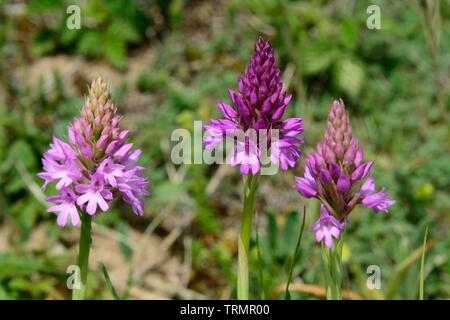 Pyramide Orchideen Anacamptis pyramidalis Blume Blumen wachsen in der Sanddünen Kenfig Naturschutzgebiet Bridgend Wales Cymru GROSSBRITANNIEN Stockfoto