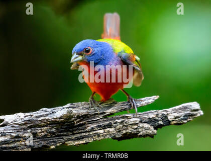 Joseph's Coat-- Männliche Painted Bunting (Passerina ciris) in voller Brillanz Stockfoto