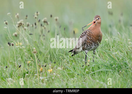 Uferschnepfe/Uferschnepfe (Limosa limosa) in Zucht Kleid, verteidigt sein Territorium, Rufen, Klagen, schimpfen, Wildlife, Europa. Stockfoto