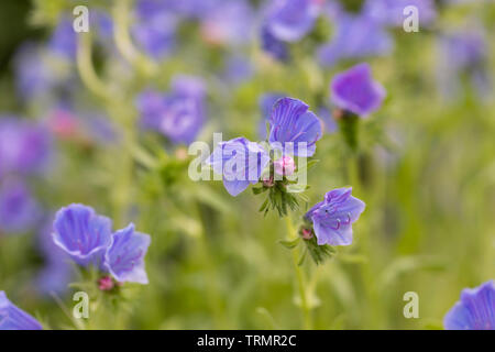 Echium vulgare 'Blue Bedder' - Vipers-bugloss blühend in einem englischen Garten, UK Stockfoto