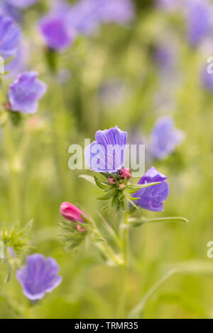 Echium vulgare 'Blue Bedder' - Vipers-bugloss blühend in einem englischen Garten, UK Stockfoto