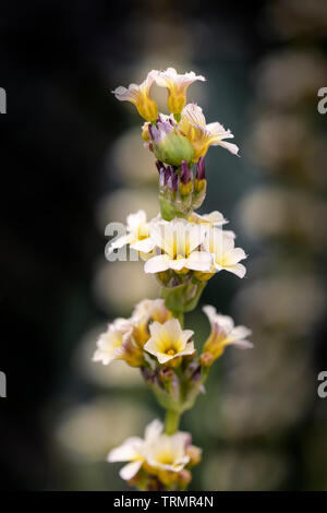 Nahaufnahme von Sisyrinchium striatum 'Tante May', die in einem englischen Garten blüht Stockfoto