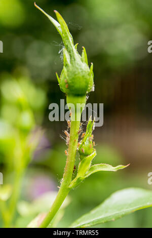 Blattläuse essen eine Knospe einer Rose. Auf rose Zweig gegen Blattläuse. Close-up. Makro. Weichzeichner Effekt. Schädlinge der Rosen. Stockfoto