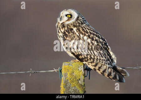 Wild Sumpfohreule (Asio Flammeus) auf einem Zaunpfahl. In Angus, Schottland, Großbritannien. Stockfoto