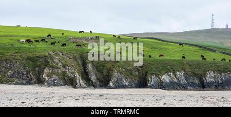 Landwirte auf Shetland Bild Copyright Chris Watt - Tel.: 07887 554 193 Info@chriswatt.com www.chriswatt.com Stockfoto