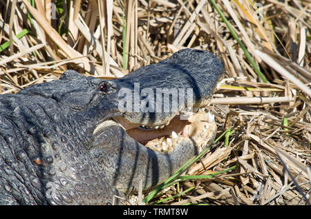 American alligator closeup, den Mund offen, zum Beispiel: Leonabelle Turnbull Birding Center in Port Aransas, Texas USA. Stockfoto