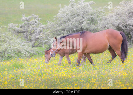 Ein paar Pferde, eine Stute und Ihr Fohlen, in einem Buttercup gefüllt Wiese in der englischen Land im Sommer. Stockfoto