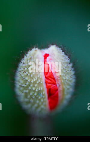 Poppy Flower auf eine Zuteilung in North East England im Sommer wachsen. Stockfoto