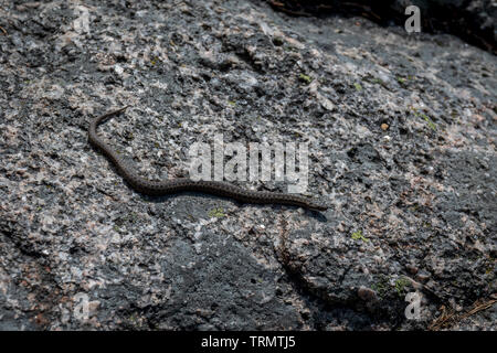 Eine gemeinsame europäische Addierer aalt sich in der Sonne auf einem Felsen im Tiresta Nationalpark, Schweden Stockfoto