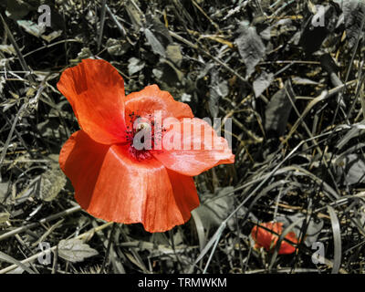 Roter Mohn mit unscharfen Wiese Hintergrund Stockfoto