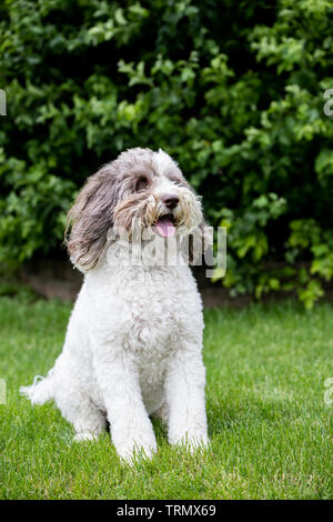 Ein Porträt eines braunen und weißen labradoodle Gesicht, draußen mit einem schönen grünen Hintergrund. Stockfoto