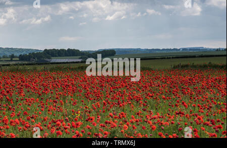 Berwick St James, Wiltshire, UK. 9. Juni 2019. UK Wetter: Dunkle Sturmwolken über ein Feld von hellen roten Mohnblumen auf der Wiltshire Downs in der Nähe der A303 auf einem gemischten Tag Sonnenschein und Regen. Credit: Celia McMahon/Alamy Leben Nachrichten. Stockfoto