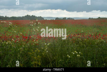 Berwick St James, Wiltshire, UK. 9. Juni 2019. UK Wetter: Dunkle Sturmwolken über ein Feld von hellen roten Mohnblumen auf der Wiltshire Downs in der Nähe der A303 auf einem gemischten Tag Sonnenschein und Regen. Credit: Celia McMahon/Alamy Leben Nachrichten. Stockfoto