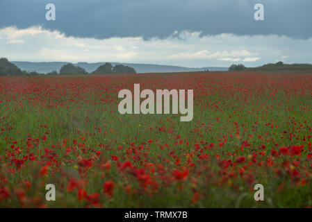 Berwick St James, Wiltshire, UK. 9. Juni 2019. UK Wetter: Dunkle Sturmwolken über ein Feld von hellen roten Mohnblumen auf der Wiltshire Downs in der Nähe der A303 auf einem gemischten Tag Sonnenschein und Regen. Credit: Celia McMahon/Alamy Leben Nachrichten. Stockfoto