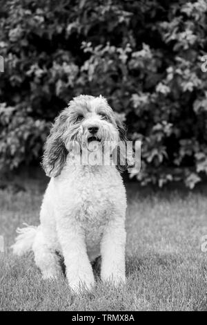 Ein Porträt eines braunen und weißen labradoodle Gesicht, draußen mit einem schönen grünen Hintergrund. Schwarz und Weiß. Stockfoto