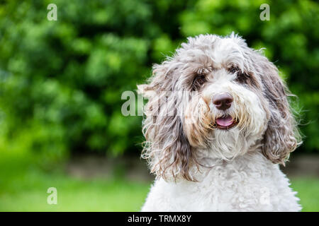 Das Porträt eines braunen und weißen Labradoodle außerhalb stehend mit einem schönen grünen Hintergrund. Stockfoto