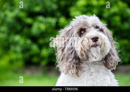 Das Porträt eines braunen und weißen Labradoodle außerhalb stehend mit einem schönen grünen Hintergrund. Stockfoto