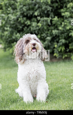 Ein Porträt eines braunen und weißen labradoodle Gesicht, draußen mit einem schönen grünen Hintergrund. Stockfoto
