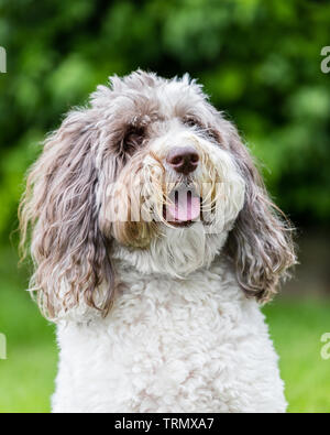 Das Porträt eines braunen und weißen Labradoodle außerhalb stehend mit einem schönen grünen Hintergrund. Stockfoto