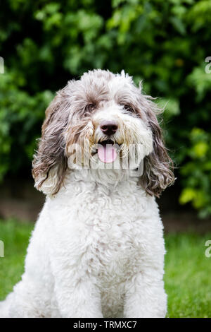 Das Porträt eines braunen und weißen Labradoodle außerhalb stehend mit einem schönen grünen Hintergrund. Stockfoto