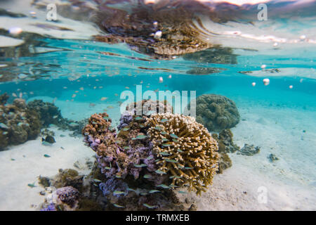 Riffbarsche, während Touristen sind Schnorcheln in die Lagune von Taha'a Island, Gesellschaft Islands, Französisch-Polynesien Stockfoto