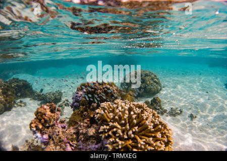 Riffbarsche, während Touristen sind Schnorcheln in die Lagune von Taha'a Island, Gesellschaft Islands, Französisch-Polynesien Stockfoto
