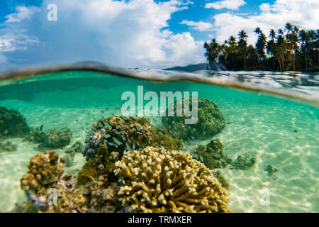 Riffbarsche, während Touristen sind Schnorcheln in die Lagune von Taha'a Island, Gesellschaft Islands, Französisch-Polynesien Stockfoto