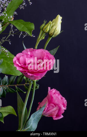 Rosa lisianthus/Auffällige prairie Enzian Blüten, Knospen Bouquet, blauer Hintergrund, detaillierte Textur Stockfoto