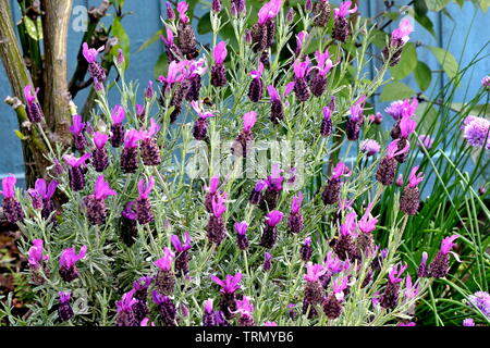 Französisch oder Spanisch Lavendel lavandula stoechas oder überstieg Lavendel, ist eine Art aus der blühenden Pflanze in der Familie Lamiaceae Stockfoto