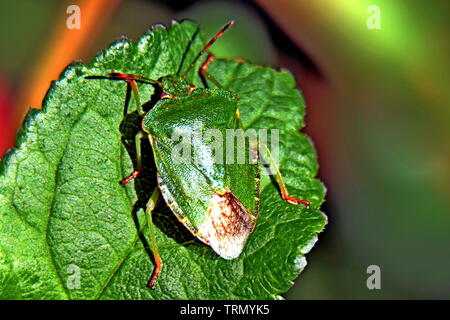 Green shield Bug, Palomena prasina, ist eine europäische Arten in der Familie Pentatomidae. Auch bezeichnet als grüne Wanze stinken, Acrosternum hilare Stockfoto