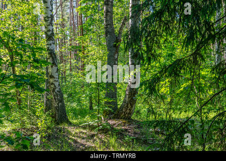 Schönen Sommer Landschaft, Drei Birken Trunks in einer dunklen dichten Wald Stockfoto