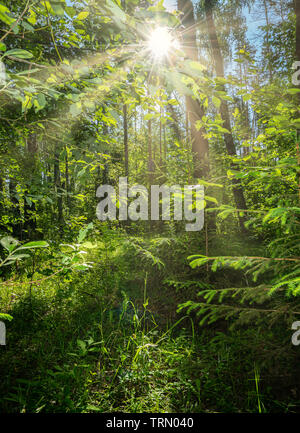 Schönen Sommer Landschaft, dichten Wald, die Sonne durch das Dickicht schöne Reflexionen über die Blätter und Gras bricht Stockfoto