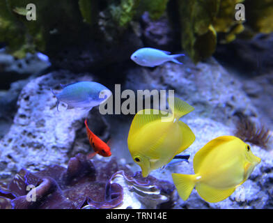 Zebrasoma flavescens - Gelber Tang Fische im Aquarium / Korallenriff Fische Stockfoto