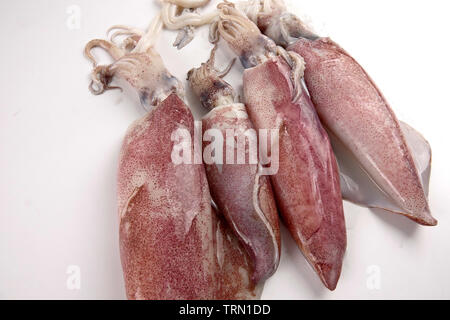 Frische Kalmare auf weißem Hintergrund. Stockfoto