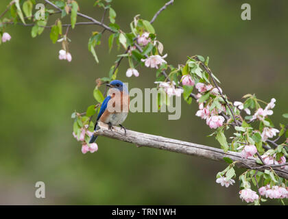 Männliche Eastern Bluebird thront in rosa Blüten Stockfoto