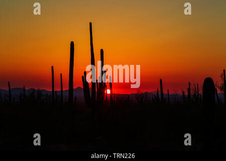 Saguaro Kaktus (Carnegiea gigantea) bei Sonnenuntergang, Saguaro National Park, Arizona Stockfoto