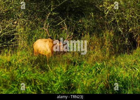 Roosevelt elk (Cervus elaphus roosevelti) Stier Fütterung im Redwood National Park, Kalifornien Stockfoto