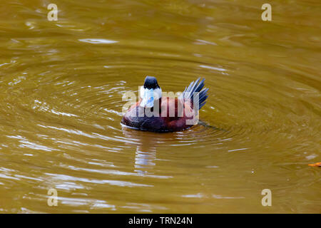 Schwarzkopfruderente (Oxyura Jamaicensis) auf einem Teich auf Sanibel Island, Florida Stockfoto