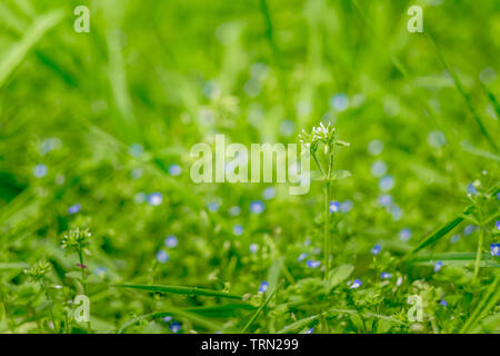 Tropfen Tau auf einem grünen Gras bokeh Hintergrund, Abstrakt der natürlichen Hintergrund. Insbesondere die einige Blume. Stockfoto