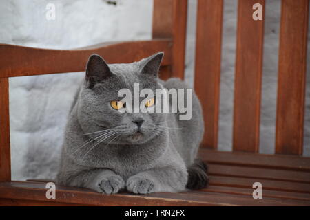 Grau Chartreux Katze entspannen im Hinterhof Stockfoto