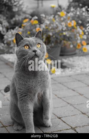 Graue Chartreux-Katze erholt sich im Hinterhof. Selektiver Farbmodus mit orangefarbenen Farben. Blumen in Töpfen im Hintergrund. Stockfoto