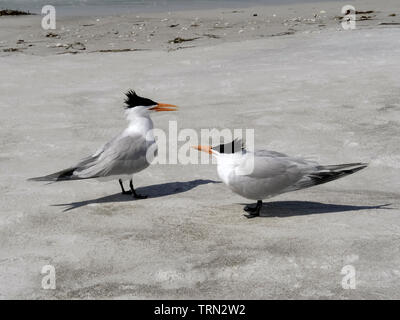 Eine pralle junge Royal tern (Thalasseus maximus) schaut zu seiner Mutter (links) für das Essen an einem Sandstrand entlang dem Golf von Mexiko auf Longboat Key in Sarasota County, Florida, USA. Bis zu Ihrem ersten Flug mit vier bis fünf Wochen nach der Geburt, junge Vögel warten am Ufer für ihre Eltern sie zu füttern. Sowohl männliche als auch weibliche Erwachsene bewegen Sie den Mauszeiger über das Meerwasser und dann tauchen Sie unter es zurück, die Sie zu Ihren einzigen Nachkommen regurgitate zu bringen. Die Eltern erkennen den besonderen Ruf ihrer Youngster auf der Suche nach Lebens- und Futtermittel nur ihre eigenen Jungen. Stockfoto