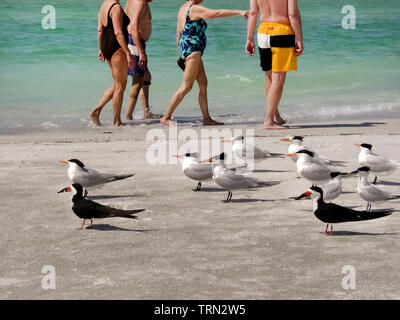 Mehrere royal Terns (Thalasseus maximus) und zwei schwarze Schaumlöffel (Rynchops niger) Rest an einem Sandstrand ungestört von älteren Touristen in Badebekleidung zu Fuß hinter Ihnen in den tropischen Gewässern des Golf von Mexiko entlang Longboat Key in Sarasota County, Florida, USA. Küstenvögel und Urlauber teilen viele der Strände, dass RIM die 1.350 Meilen (2.173 km) Küste der Sunshine State. Stockfoto