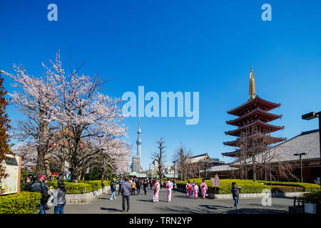 Asien, Japan, Tokio, Frauen im Kimono, Frühling Kirschblüten, Asakusa, Sensoji-tempel Stockfoto