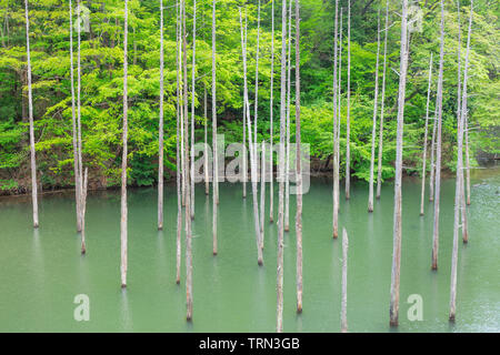 Asien, Japan, Honshu, Tokio, versunkenen Baum im City Park Stockfoto