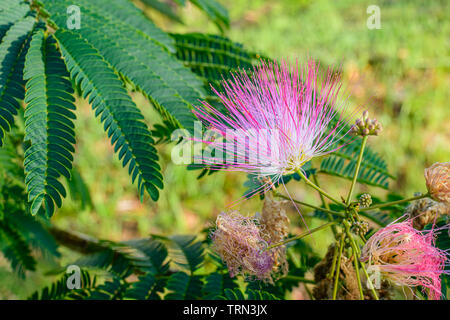 Mimosa Tree Blüten und Blätter. Panama City, Florida Stockfoto