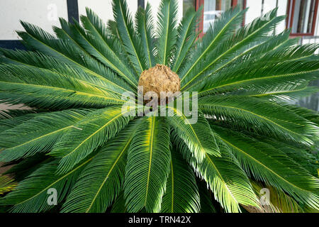 Detailansicht von Sagomark Palm (Cycas Revoluta), auch bekannt als König sago Palm, Glänzend dunkelgrünes Laub umgeben Stockfoto