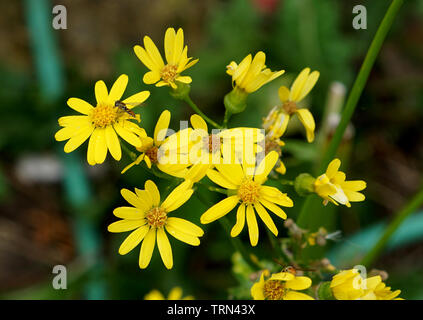 Schweiß Biene auf einer Blume Stockfoto