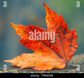 Eine einzelne Rote/orange Herbst Sugar maple leaf auf dem Boden an Huckleberry Sumpf Stockfoto