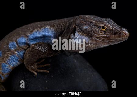 Süden von Teneriffa Lizard (Gallotia galloti galloti) Stockfoto